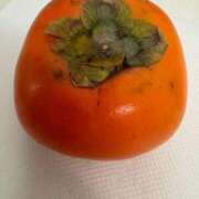 ヒメ日記 2025/11/02 10:12 投稿 白川ゆりこ 五十路マダム 新潟店(カサブランカグループ)