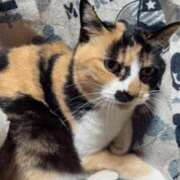 ヒメ日記 2026/01/23 18:14 投稿 白川ゆりこ 五十路マダム 新潟店(カサブランカグループ)