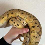 ヒメ日記 2026/02/17 17:38 投稿 白川ゆりこ 五十路マダム 新潟店(カサブランカグループ)