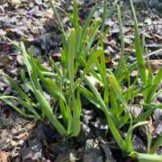 ヒメ日記 2026/02/18 13:16 投稿 白川ゆりこ 五十路マダム 新潟店(カサブランカグループ)