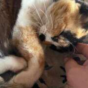 ヒメ日記 2026/03/21 18:12 投稿 白川ゆりこ 五十路マダム 新潟店(カサブランカグループ)