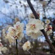 ヒメ日記 2026/03/23 11:10 投稿 白川ゆりこ 五十路マダム 新潟店(カサブランカグループ)