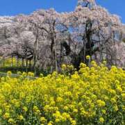 ヒメ日記 2026/04/13 13:02 投稿 白川ゆりこ 五十路マダム 新潟店(カサブランカグループ)