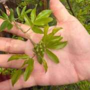 ヒメ日記 2026/04/16 09:32 投稿 白川ゆりこ 五十路マダム 新潟店(カサブランカグループ)