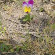 白川ゆりこ ありがとうございました♪ 五十路マダム 新潟店(カサブランカグループ)