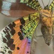 ヒメ日記 2025/09/08 21:39 投稿 しずく 錦糸町ミセスアロマ（ユメオト）