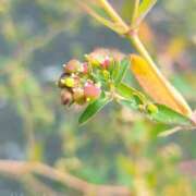 ヒメ日記 2025/10/01 19:59 投稿 しずく 錦糸町ミセスアロマ（ユメオト）