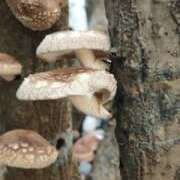 ヒメ日記 2026/01/13 17:10 投稿 しずく 錦糸町ミセスアロマ（ユメオト）