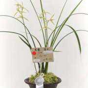 ヒメ日記 2026/02/27 08:17 投稿 しずく 錦糸町ミセスアロマ（ユメオト）