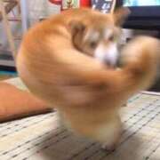 ヒメ日記 2025/09/01 11:23 投稿 ほたる 川越ぷよステーション