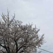 ヒメ日記 2026/04/05 11:22 投稿 あん ごほうびSPA五反田店