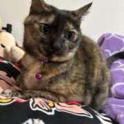 ヒメ日記 2025/10/15 21:22 投稿 くいな ぷるるん小町 京橋店