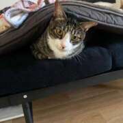 ヒメ日記 2025/11/20 17:00 投稿 くいな ぷるるん小町 京橋店