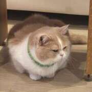 ヒメ日記 2025/09/21 21:42 投稿 もえち Evolution 2nd