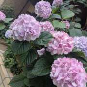 ヒメ日記 2025/06/22 00:24 投稿 鈴木 さら ハレ系 放課後クラブ