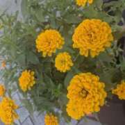 ヒメ日記 2025/10/13 12:23 投稿 鈴木 さら ハレ系 放課後クラブ