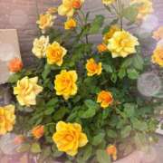 一色（ひいろ） 🌹お礼🌹 人妻最後の砦 神栖店