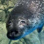 ヒメ日記 2026/01/27 21:52 投稿 うるみ 萌えカワ