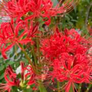 ヒメ日記 2025/10/11 15:38 投稿 木梨あかり 色気あるワイフ