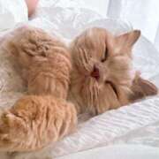 ヒメ日記 2025/07/20 07:01 投稿 あおい ドマーニ