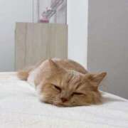 ヒメ日記 2025/08/16 19:17 投稿 あおい ドマーニ