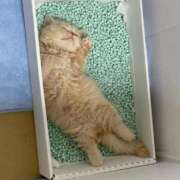 ヒメ日記 2025/09/02 21:00 投稿 あおい ドマーニ