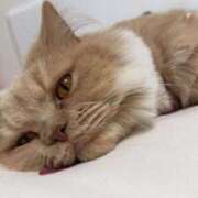 ヒメ日記 2025/10/07 23:46 投稿 あおい ドマーニ