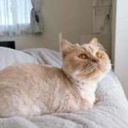 ヒメ日記 2026/02/03 16:22 投稿 あおい ドマーニ