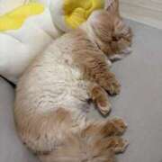 あおい 💙 ドマーニ