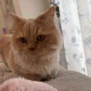 ヒメ日記 2026/03/17 17:09 投稿 あおい ドマーニ