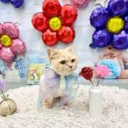 あおい 💙 ドマーニ