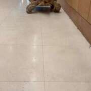 ヒメ日記 2025/10/05 11:45 投稿 ICHIKA アイドルオーディション