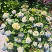 ヒメ日記 2025/07/24 17:49 投稿 れい 完熟ばなな札幌・すすきの