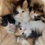 ヒメ日記 2025/09/11 18:29 投稿 れい 完熟ばなな札幌・すすきの