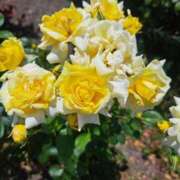 ヒメ日記 2025/09/23 10:59 投稿 れい 完熟ばなな札幌・すすきの