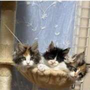 ヒメ日記 2025/10/02 17:56 投稿 れい 完熟ばなな札幌・すすきの