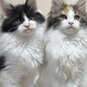 ヒメ日記 2025/10/17 20:39 投稿 れい 完熟ばなな札幌・すすきの