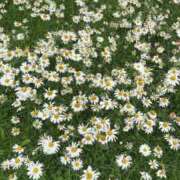 ヒメ日記 2025/06/22 08:13 投稿 らむ しろうと娘　本店