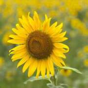 ヒメ日記 2025/07/21 22:08 投稿 くるみ☆6/14 体験ちゃん JKサークル