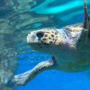 ヒメ日記 2025/08/15 09:15 投稿 くるみ☆6/14 体験ちゃん JKサークル