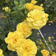 岩村風花 こんにちは♪ 五十路マダム 愛されたい熟女たち 高松店