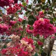 岩村風花 DOORのK様♪ 五十路マダム 愛されたい熟女たち 高松店