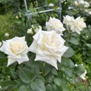 岩村風花 こんにちは♪ 五十路マダム 愛されたい熟女たち 高松店