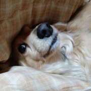 ヒメ日記 2026/03/10 16:20 投稿 ゆきえ 即トク奥さん