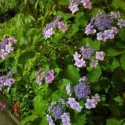 ヒメ日記 2025/06/14 12:26 投稿 なぎ luxury spa 風雅