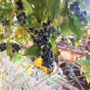 ヒメ日記 2025/10/12 20:44 投稿 十和子（とわこ） PLUS難波店