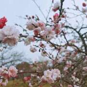 ヒメ日記 2026/03/29 18:57 投稿 十和子（とわこ） PLUS難波店