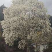 ヒメ日記 2026/03/31 16:32 投稿 十和子（とわこ） PLUS難波店