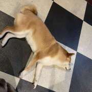 あんな しゅ！ ピーチパイ