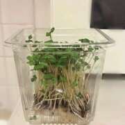 ヒメ日記 2025/09/19 21:06 投稿 りおな ピーチパイ